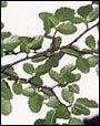 Lenga leaf